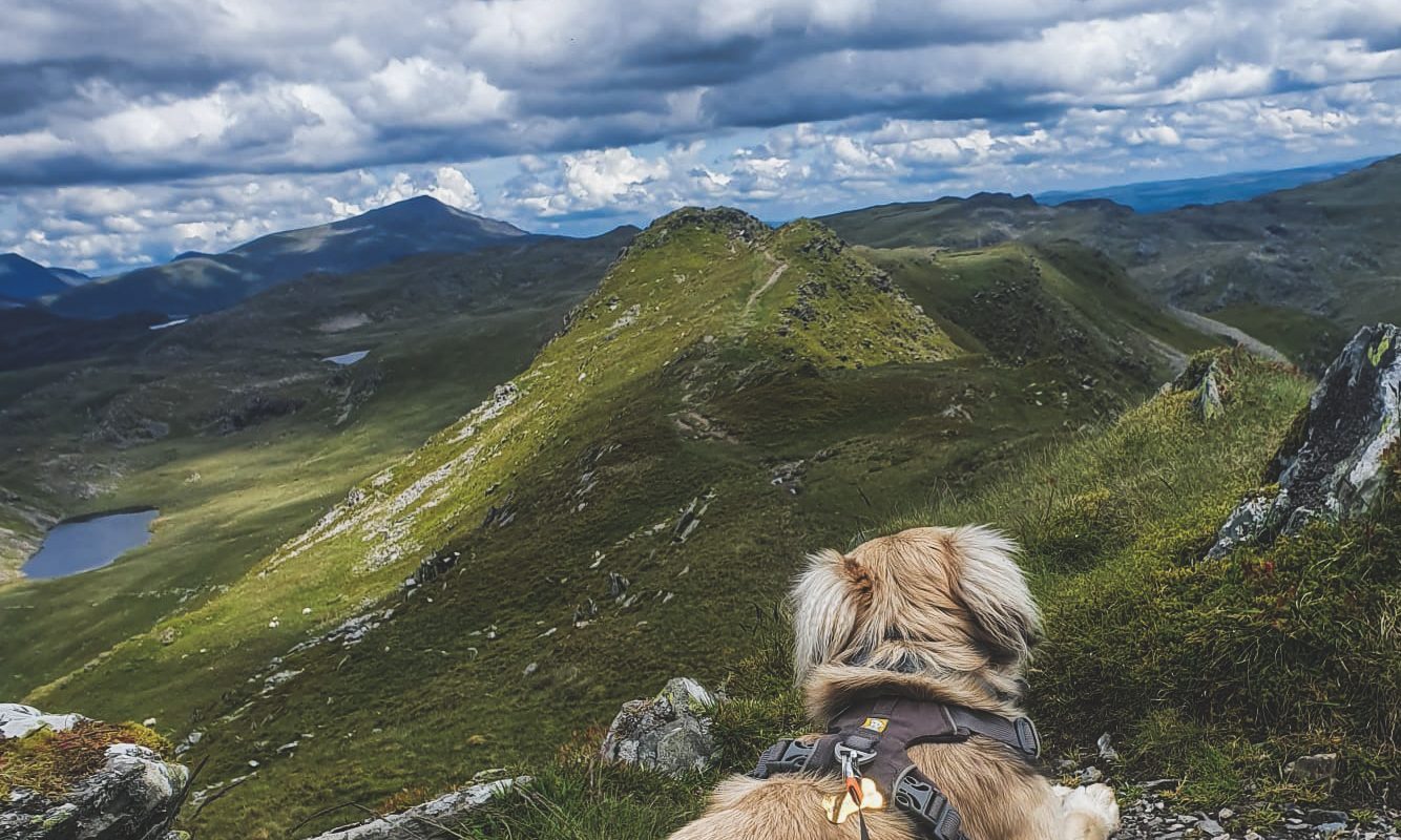 Dog enjoying the view on the summit of Cnicht in the Snowdonia (Eryri) National Park in North Wales